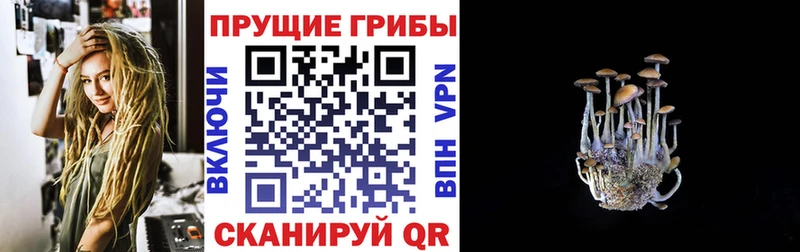 кракен зеркало  купить   Камызяк  Галлюциногенные грибы Psilocybe 